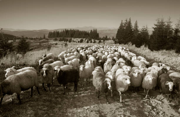istock Black and white photo of sheep 848620066
