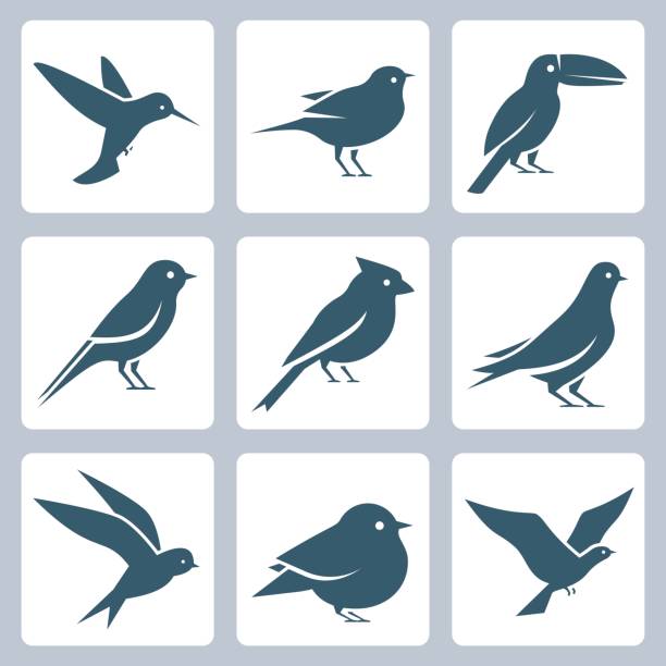 ilustraciones, imágenes clip art, dibujos animados e iconos de stock de conjunto de iconos de vector de aves - canturrear