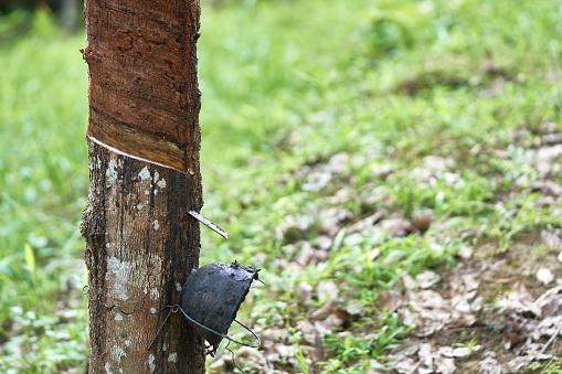 Rubber tree (Hevea brasiliensis) produces latex. By using knife cut at the outer surface of the trunk. Latex like milk Conducted into gloves, condoms, tires, tires and so on.