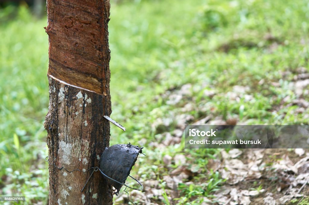 Rubber tree (Hevea brasiliensis) produces latex. By using knife cut at the outer surface of the trunk. Latex like milk Conducted into gloves, condoms, tires, tires and so on. Horizontal Stock Photo
