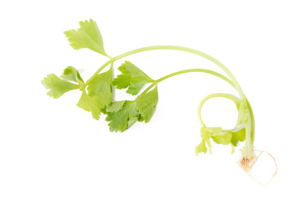 istock Celery or parsley leaf isolated on white background. Top view 848624766