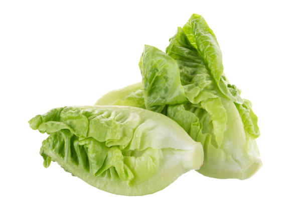 istock Fresh green cos lettuce Isolated on White Background 848624986