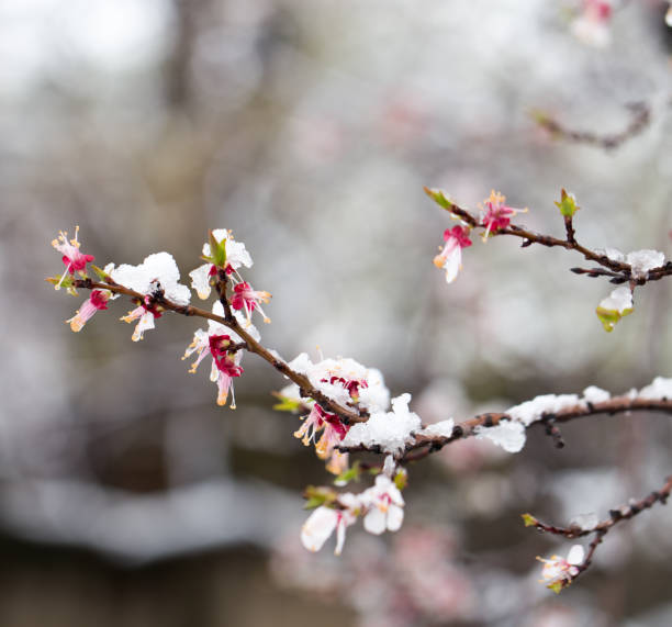 istock Snow on the trees in spring colors 848628102