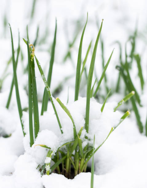 istock snow on a green onions 848628304