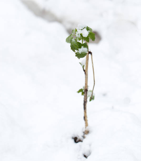 istock snow on the leaves raspberries 848628594