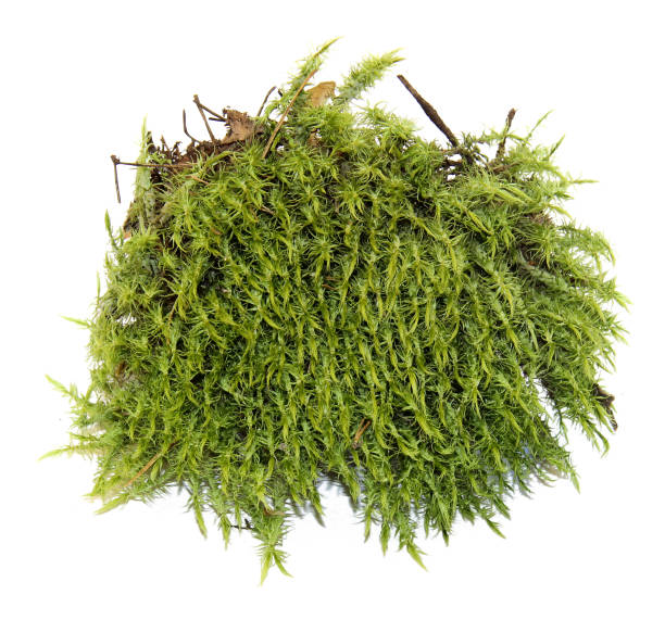 istock fresh juicy green moss isolated on white 848628684