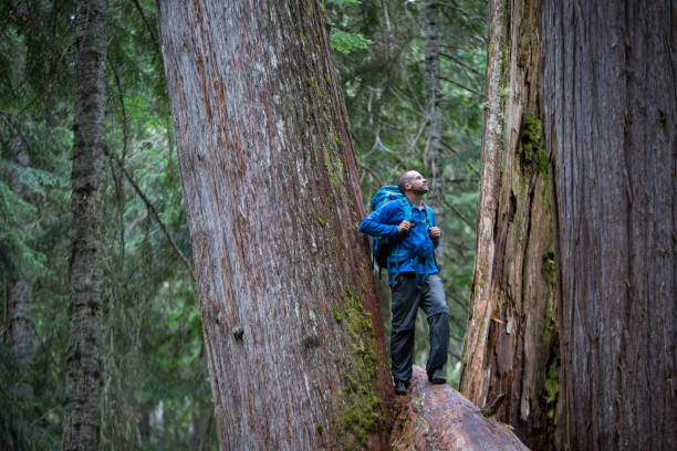 Male hiker in the forest