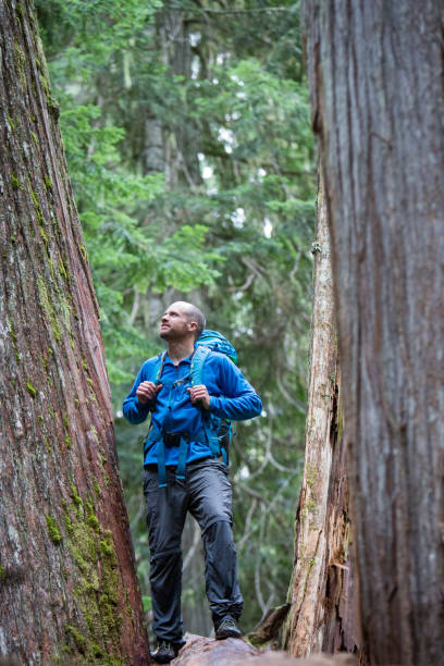 istock Male hiker in the cedar forest 848635600