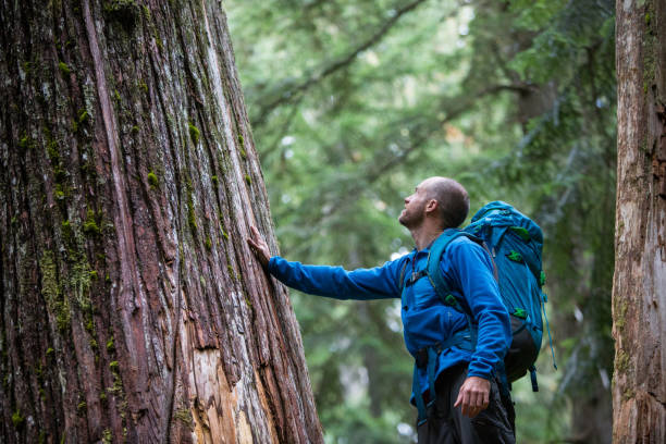 młody mężczyzna podziwiający starożytne cedry - british columbia rainforest forest canada zdjęcia i obrazy z banku zdjęć