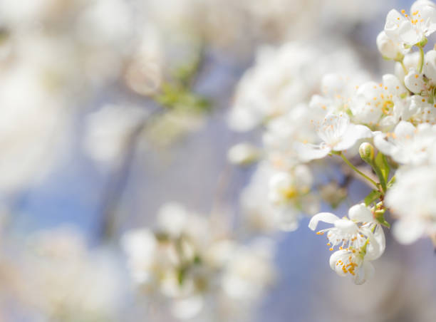istock beautiful flowers on the branches of a tree 848639190