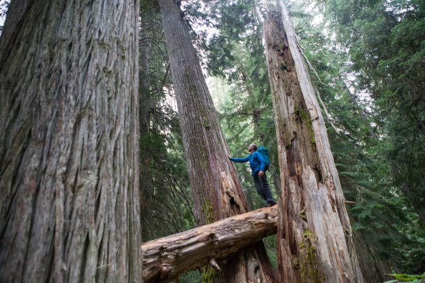 istock Male hiker standing in the forest 848639366