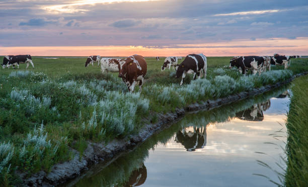 istock Grazing Cows on the Frysian Mud Flats 848639524