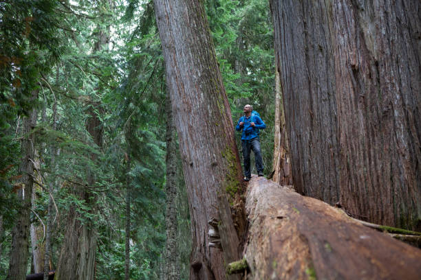 istock Hiking in the forest near some ancient cedars 848642168