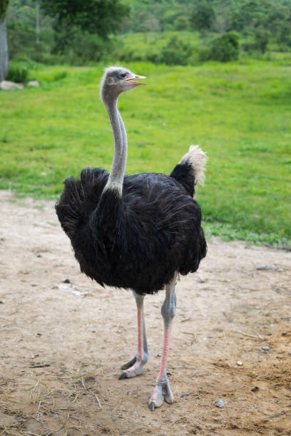 istock An Ostrich (Struthio camelus) standing in grass land 848646270
