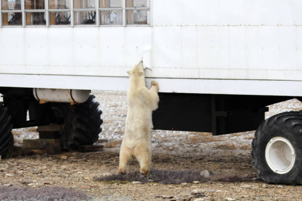 Polar Bear- Churchill-Hudson Bay- Canada Canada, Churchill -: 900 inhabitants 900 polar bears. This not only attract tourists, but also bring local people at risk. bär stock pictures, royalty-free photos & images