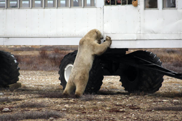 Polar Bear- Churchill-Hudson Bay- Canada Canada, Churchill -: 900 inhabitants 900 polar bears. This not only attract tourists, but also bring local people at risk. bär stock pictures, royalty-free photos & images