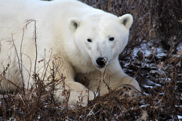 Polar Bear- Churchill-Hudson Bay- Canada Canada, Churchill -11/17/2014: 900 inhabitants 900 polar bears. This not only attract tourists, but also bring local people at risk. bär stock pictures, royalty-free photos & images