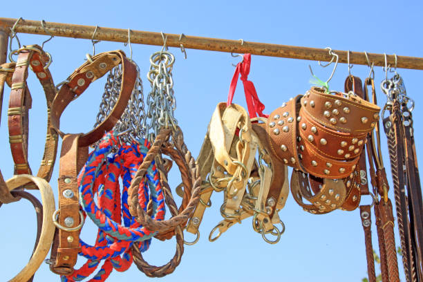 istock pet dog collar leash in a pet tool market, China 848655170