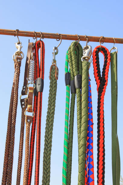 istock pet dog collar leash in a pet tool market, China 848657316