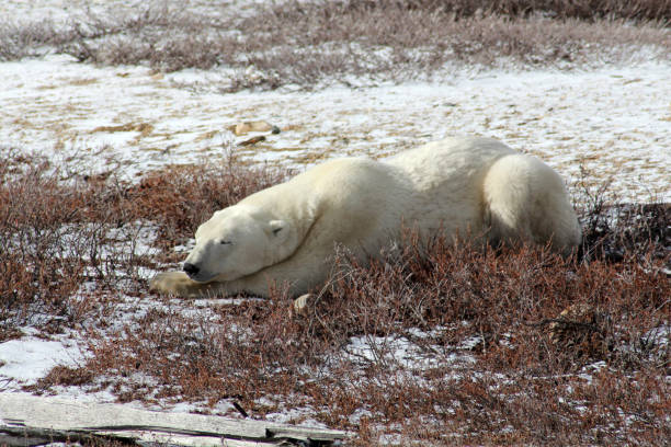 Polar Bear- Churchill-Hudson Bay- Canada Canada, Churchill -11/17/2014: 900 inhabitants 900 polar bears. This not only attract tourists, but also bring local people at risk. bär stock pictures, royalty-free photos & images