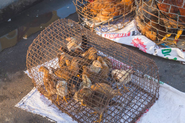 petits poussins dans une cage - vietnam market asia bird photos et images de collection