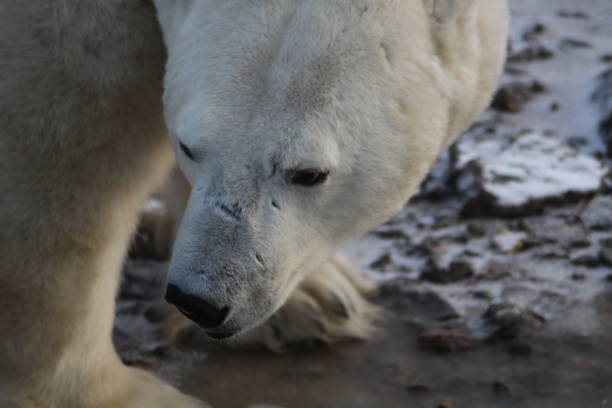 Polar Bear- Churchill-Hudson Bay- Canada Canada, Churchill -11/17/2014: 900 inhabitants 900 polar bears. This not only attract tourists, but also bring local people at risk. bär stock pictures, royalty-free photos & images