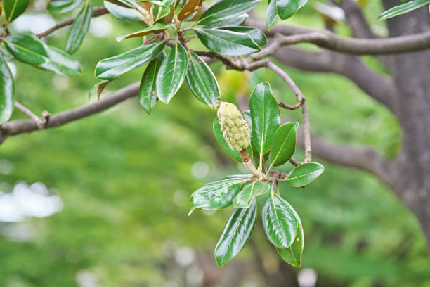 istock Fruit of the Magnolia grandiflora 848661484