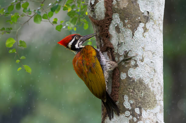 istock Greater flameback Woodpecker eating termites help pest control in nature. 848667640