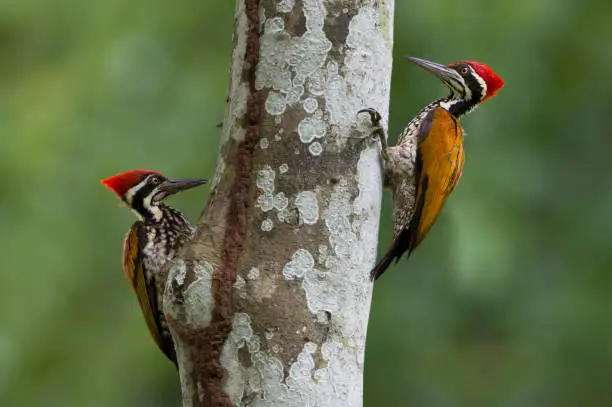 Greater flameback woodpecker or  Large golden-backed woodpecker  (Chrysocolaptes guttacristatus)