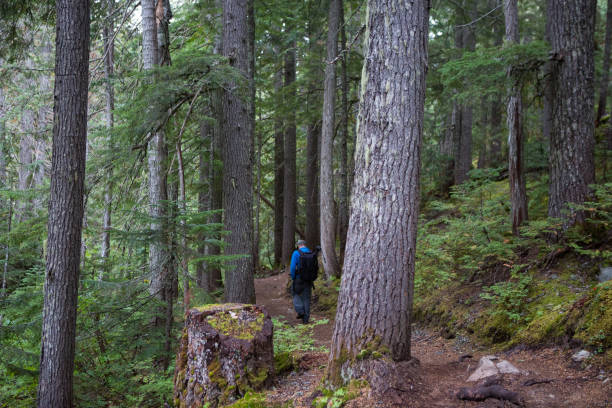 istock Young male hikes through the forest 848668212
