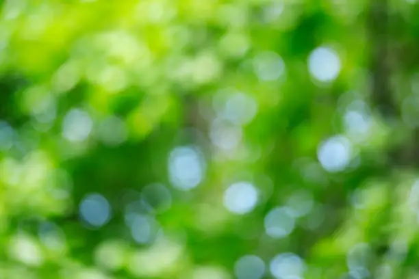 Photo of Abstract defocused green nature background