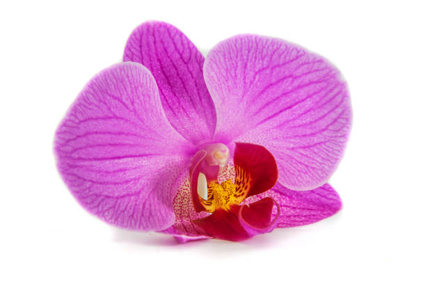 istock orchids on isolated background. beautiful flower branches orchids on white background 848673222