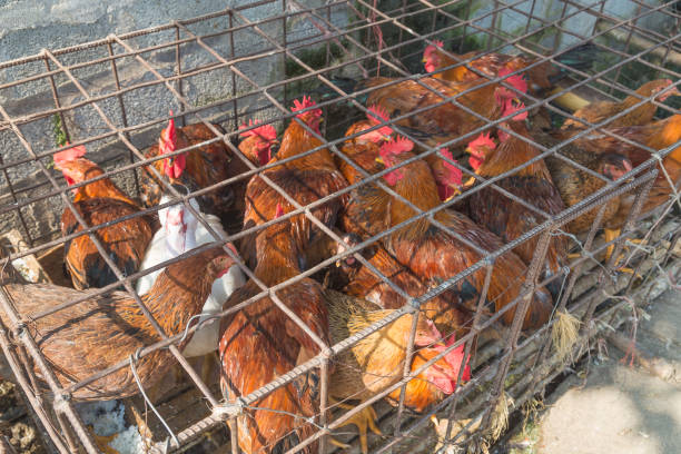 istock Birds cramped in cages in Sapa Vietnam 848676080