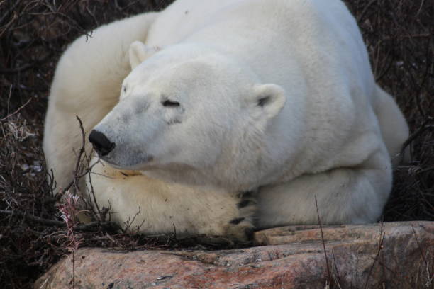 Polar Bear- Churchill-Hudson Bay- Canada Canada, Churchill -: 900 inhabitants 900 polar bears. This not only attract tourists, but also bring local people at risk. bär stock pictures, royalty-free photos & images
