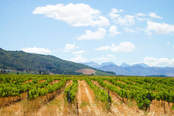 istock Vineyard - Stellenbosch - South Africa 848682914