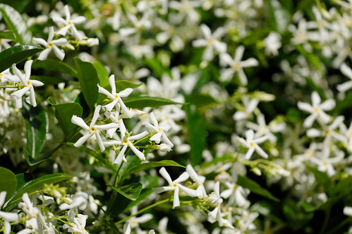 Star Jasmine Flower (Trachelospermum jasminoides)
