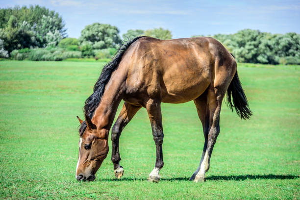 istock Beautiful horse grazes on a green pasture 848684444