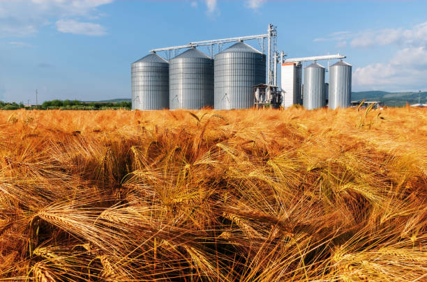 Silos in a barley field. Silos in a barley field. Storage of agricultural production. granary stock pictures, royalty-free photos & images