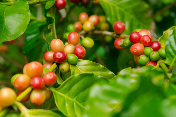 istock Organic red coffee cherries, raw coffee bean on coffee tree plantation 848691096