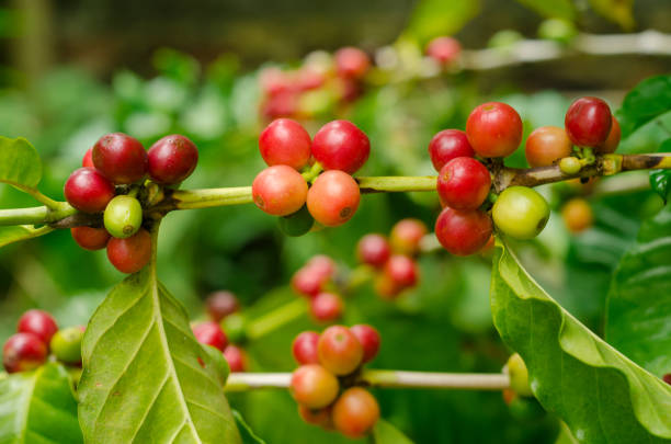istock Organic red coffee cherries, raw coffee bean on coffee tree plantation 848691102