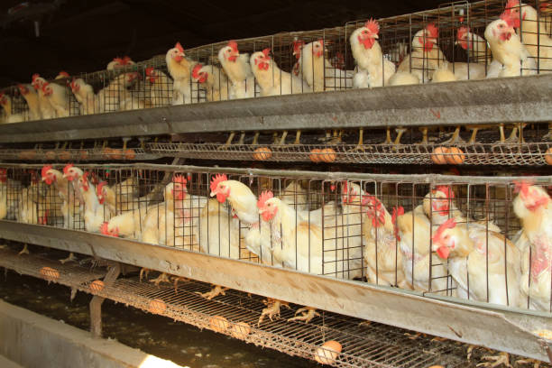 istock hens poultry farm in rural areas, china 848691594