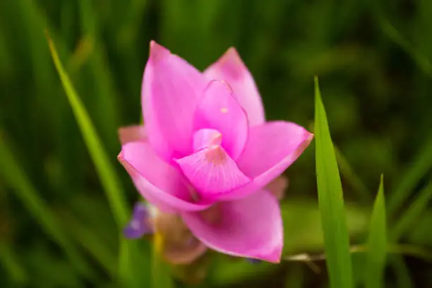 A pink lotus flower at a mountain garden in Chiang Mai, Thailand