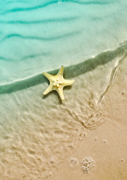 istock starfish on the summer beach with sand 848695064