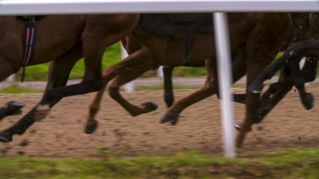 Race horses Legs synchronised.
