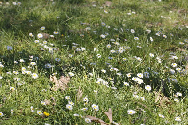 istock field of daisies 848696180
