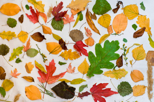 istock Fall Set Leaves Autumn Season 848700382