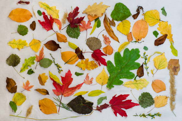 istock Fall Set Leaves Autumn Season 848700504