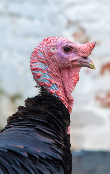 istock bald turkey in front of a whitewashed wall 848701288