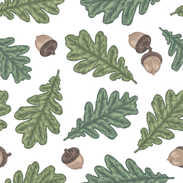 ilustrações de stock, clip art, desenhos animados e ícones de engraving seamless pattern of oak leaf and acorn. - oak leaf oak tree acorn season