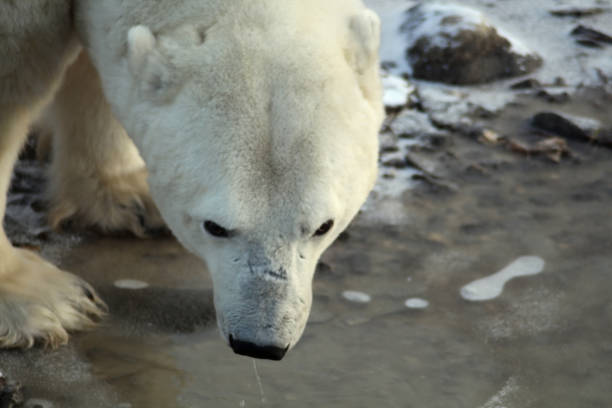 Polar Bear- Churchill-Hudson Bay- Canada Canada, Churchill -: 900 inhabitants 900 polar bears. This not only attract tourists, but also bring local people at risk. bär stock pictures, royalty-free photos & images